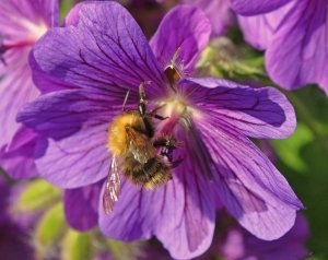 Urbanbees: Pszczoły w mieście