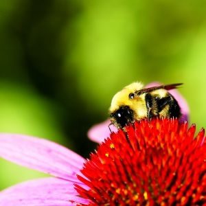 Pszczoły w skansenie, Kolbuszowa