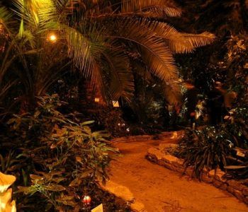 Andrzejki w palmiarni