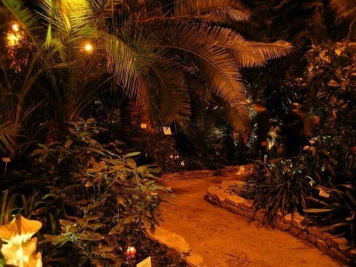 Andrzejki w palmiarni