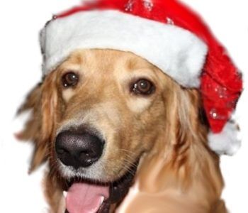 Mikołajkowe spotkanie z psem