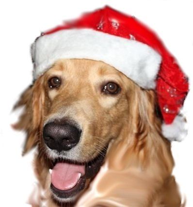 Mikołajkowe spotkanie z psem