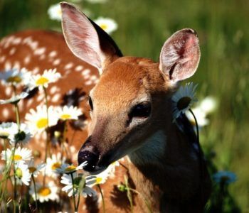 Quiz przyrodniczy – zabawy z okazji dnia Świętego Mikołaja