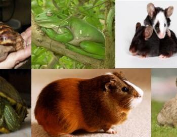 Zwięrzeta z czterech stron świata