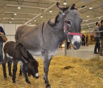 Lubelska Wystawa Zoologiczna ZOOPARK 2015