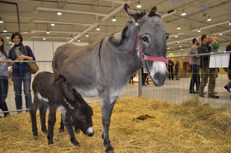 Lubelska Wystawa Zoologiczna ZOOPARK 2015