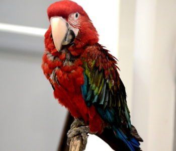 Lubelska Wystawa Zoologoczna ZOOPARK – relacja