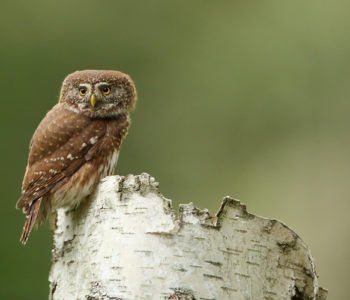 Noc Sów – Urszulin, woj. lubelskie