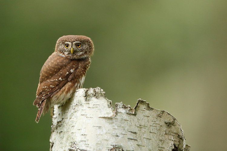 Noc Sów – Urszulin, woj. lubelskie