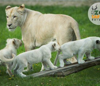 Ogród Zoologiczny Zoo Safari Borysew – 
niesamowite atrakcje dla Ciebie i Twojej rodziny!