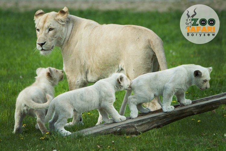 Ogród Zoologiczny Zoo Safari Borysew –
niesamowite atrakcje dla Ciebie i Twojej rodziny!