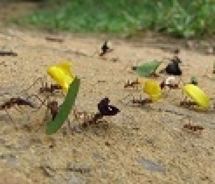 Tajemniczy świat mrówek