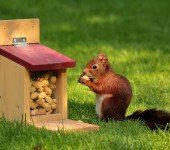 Wiewiórki i ich zagrożenia