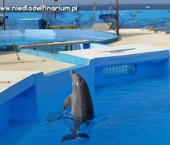 Błękitne piekło czyli cała prawda o delfinariach