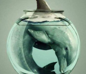 NIE dla delfinarium w Mszczonowie – ratujmy delfiny!