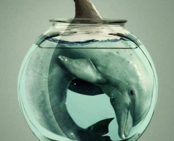 NIE dla delfinarium w Mszczonowie – ratujmy delfiny!