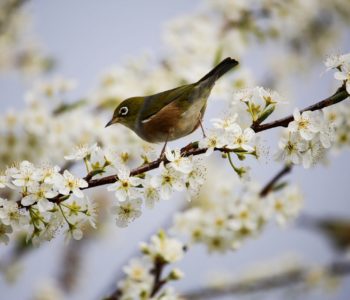 Wiosna, wierszyk dla dzieci na powitanie wiosny