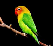 papuga wierszyk dla dzieci