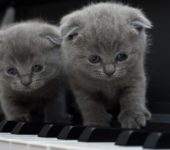 Aaa kotki dwa kołysanka dla dzieci tekst i melodia