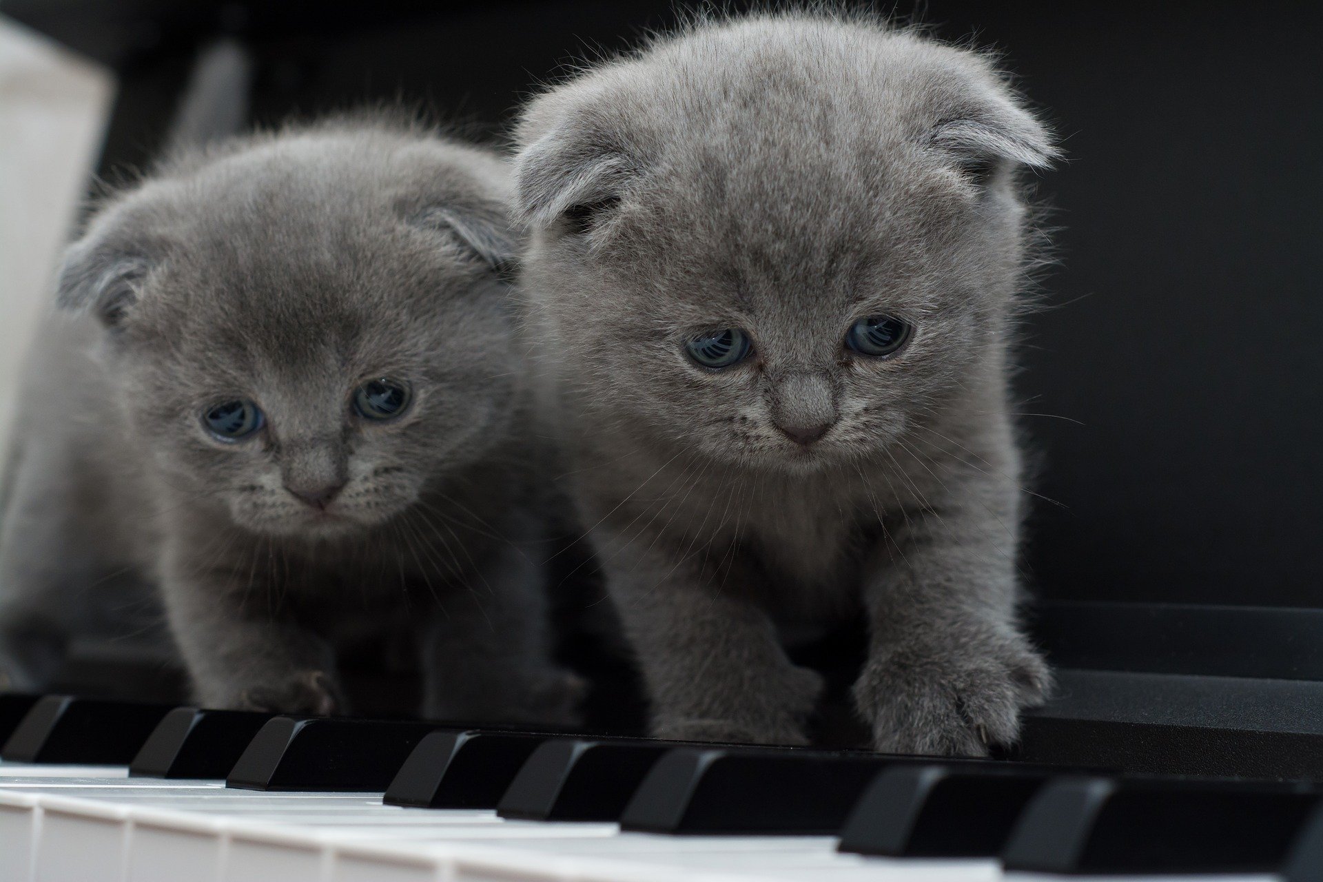 Aaa kotki dwa kołysanka dla dzieci tekst i melodia