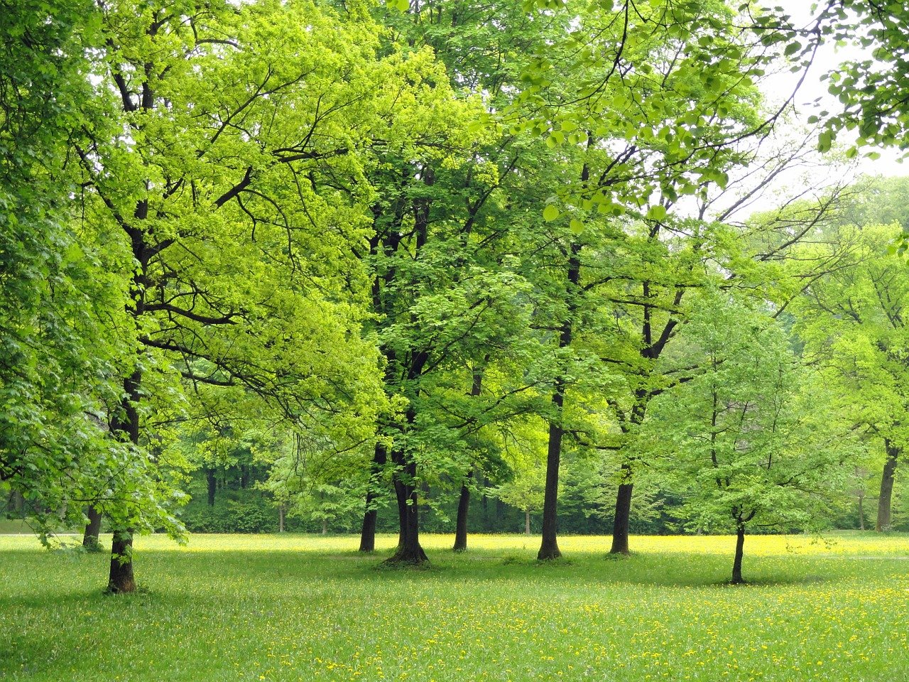 park zieleń drzewa