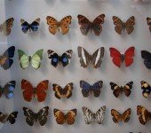 muzeum-motyli-we-wladyslawowie