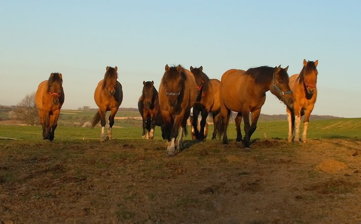konie huculskie stadnina w NIelepicach