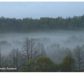 Puszcza Białowieska - zamglony las