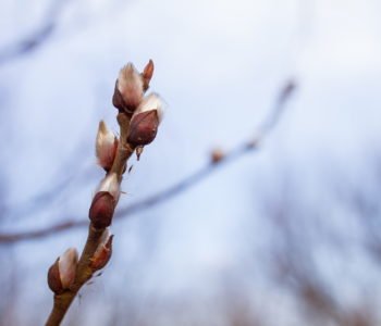 Wierszyk dla dzieci na wiosnę, Wiosna - tekst wiersza