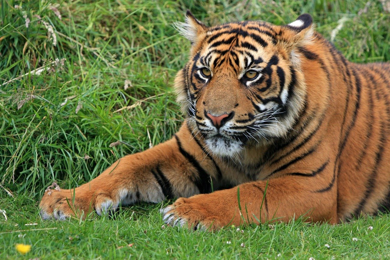 tygrys pixabay