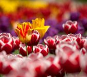 Śpioch tulipan, wierszyk na powitanie wiosny