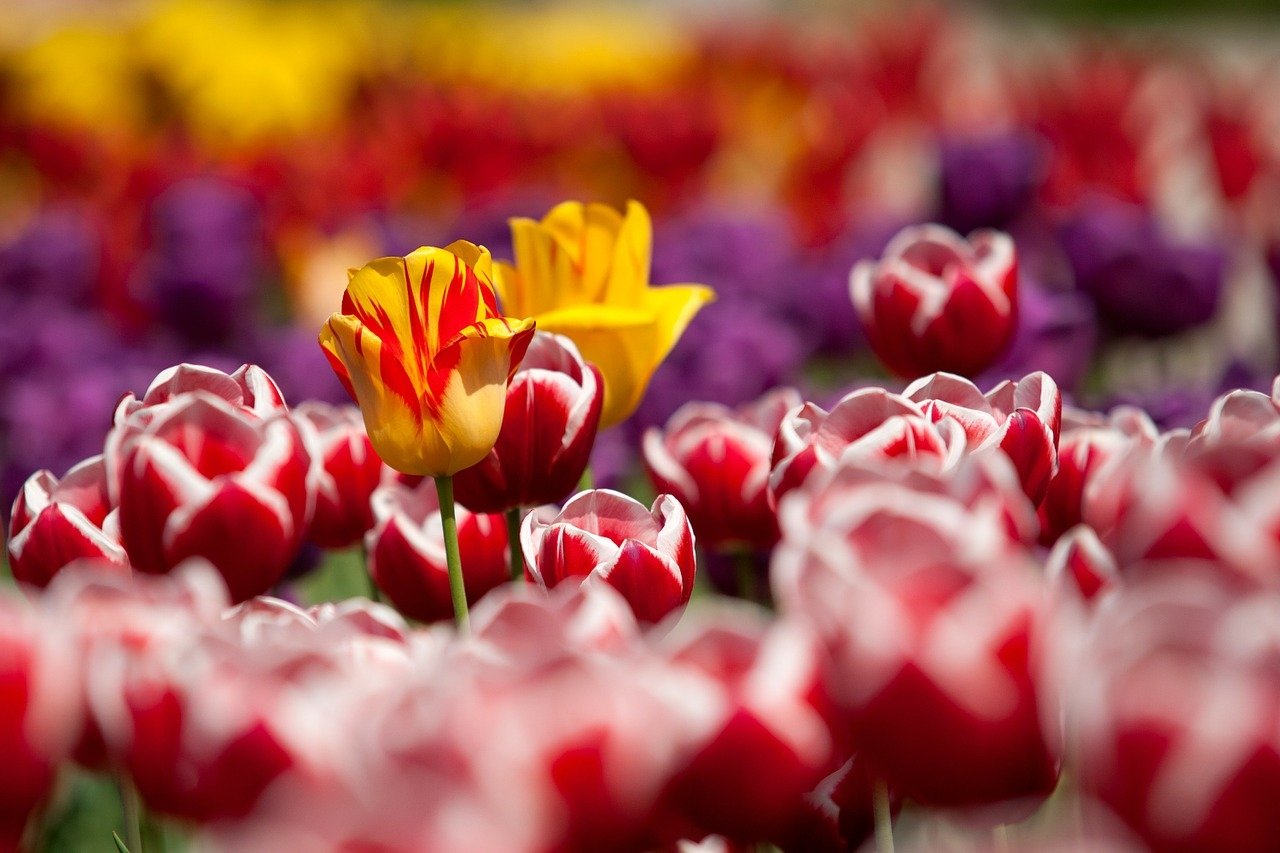 Śpioch tulipan, wierszyk na powitanie wiosny