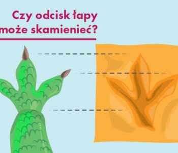 Czy odcisk łapy może skamienieć?