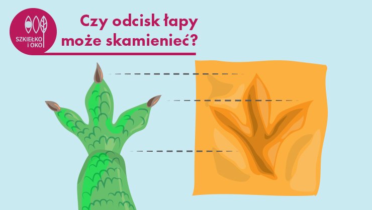 Czy odcisk łapy może skamienieć?