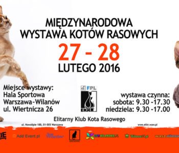 Międzynarodowa Wystawa Kotów Rasowych