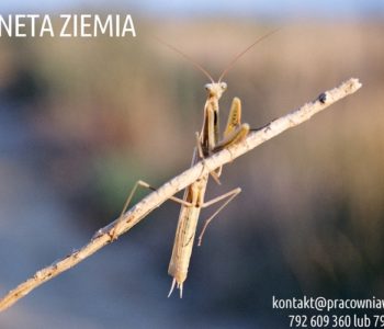 Warsztaty dla Dzieci w Poznaniu