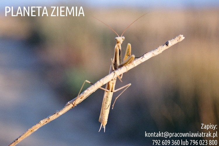 Warsztaty dla Dzieci w Poznaniu