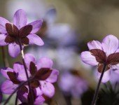 hepatica kwiat