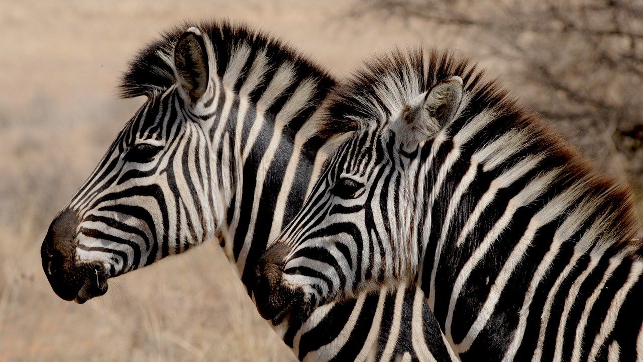 zebra pixabay