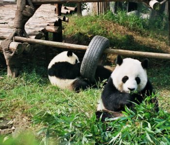 Poranek z pandą i zwierzętami