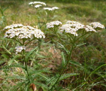 Niezłe ziółka, niezwykłe chwasty – wycieczka przyrodnicza