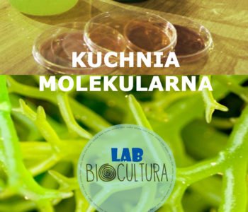 Kuchnia molekularna czyli glony w laboratorium.