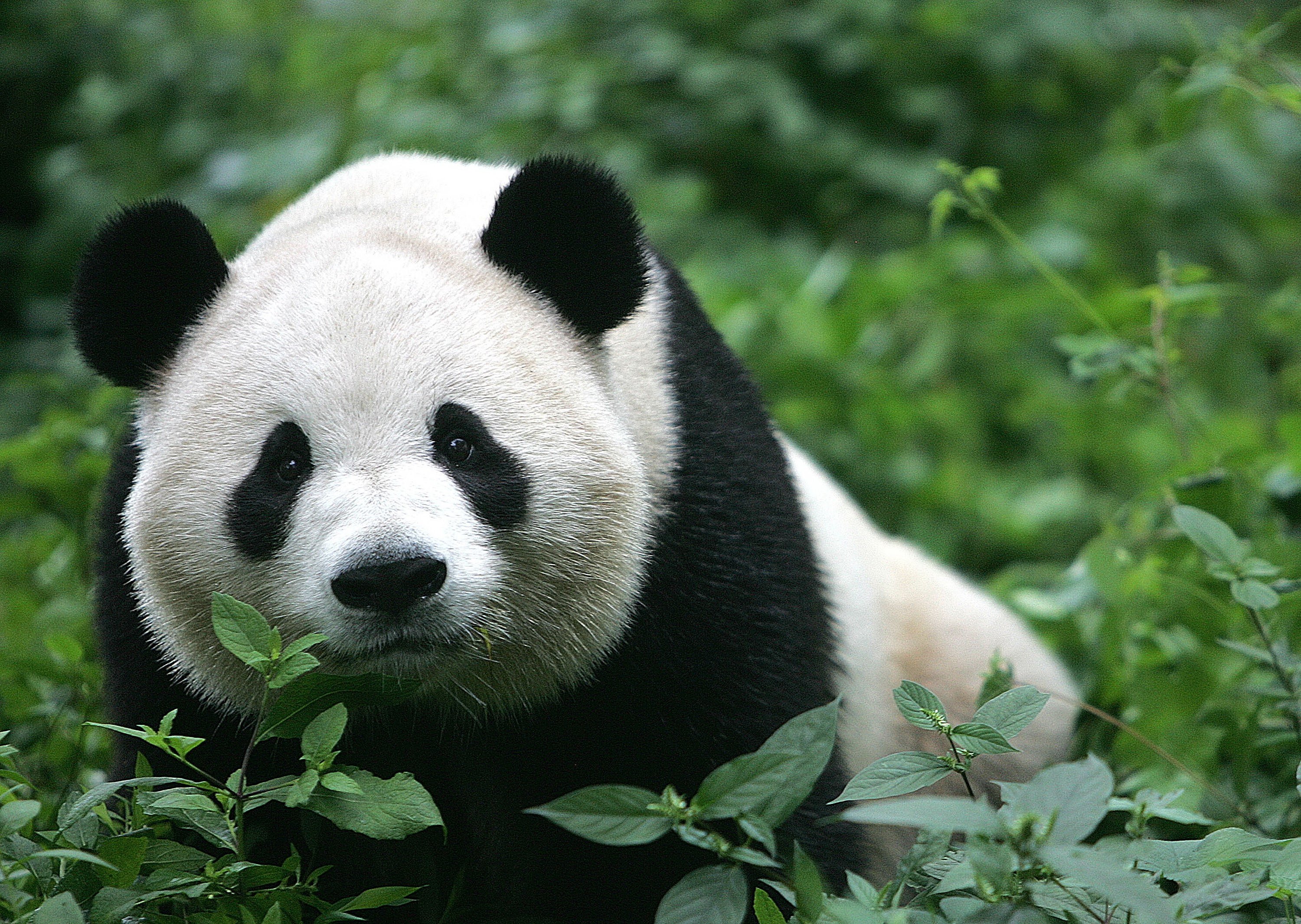 panda plenerowe