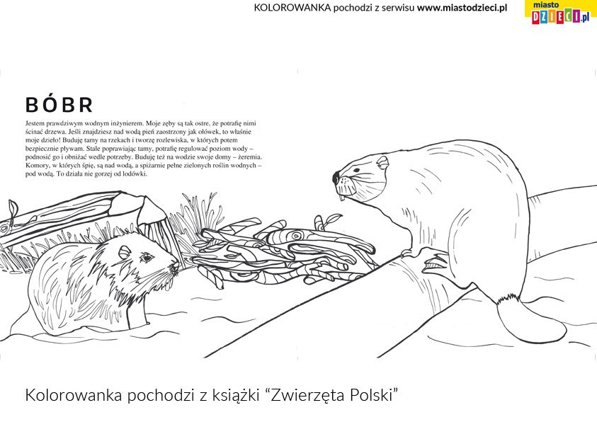 Bóbr polskie zwierzęta na kolorowance