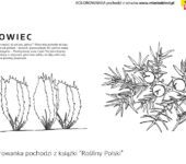Jałowiec na kolorowance rośliny Polski