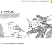 mysikrólik ptak kolorowanka