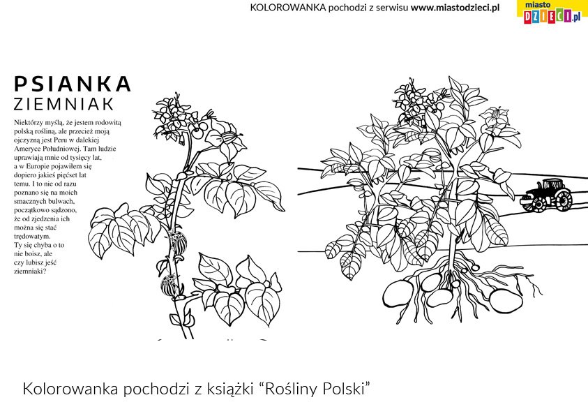 Rośliny polskie kolorowanki
