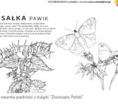 Rusałka rośliny Polski kolorowanka