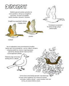 Edukolorowanka o ptakach
