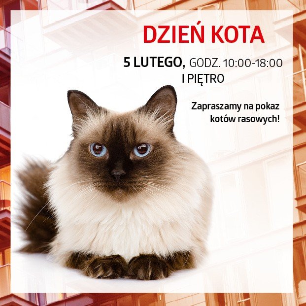 Dzień kota w Katowicach